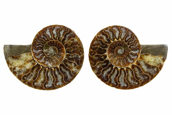 Cut & Polished, Agatized Ammonite Fossil - Madagascar #344148